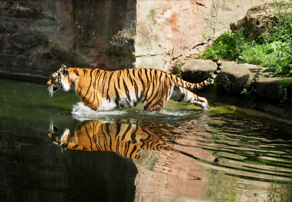 Fotowalk der Fotofreunde HIP im Tiergarten Nürnberg
