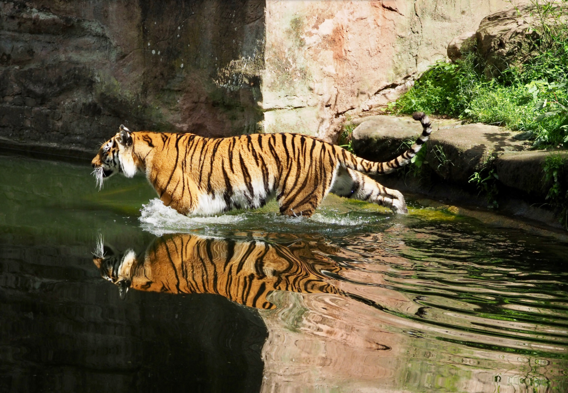 Fotowalk der Fotofreunde HIP im Tiergarten Nürnberg