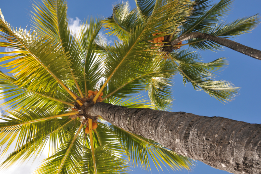 Vorankündigung Bildervortrag Mauritius