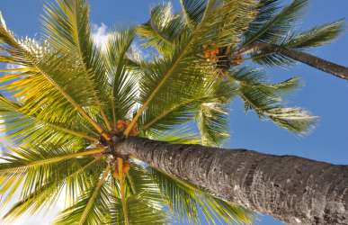 Vorankündigung Bildervortrag Mauritius